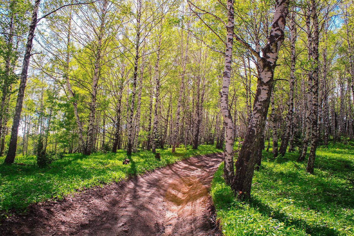 Летом 2022 года запустят чартерные авиарейсы на Алтай