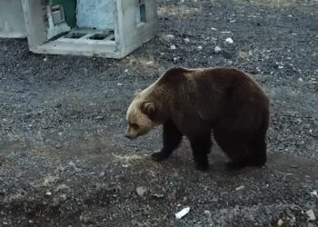 Правила дикой природы